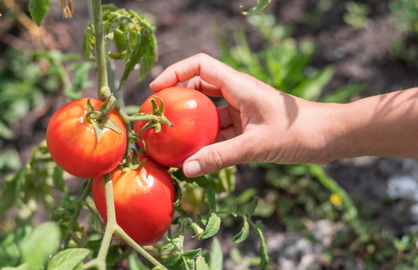 Harvesting tomatores