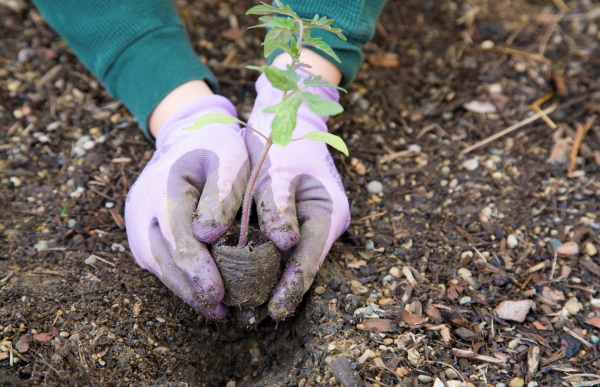 Planting