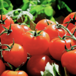 Ripe tomatoes ready to harvest