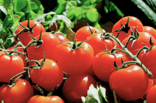 Ripe tomatoes ready to harvest