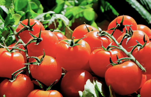 Ripe tomatoes ready to harvest