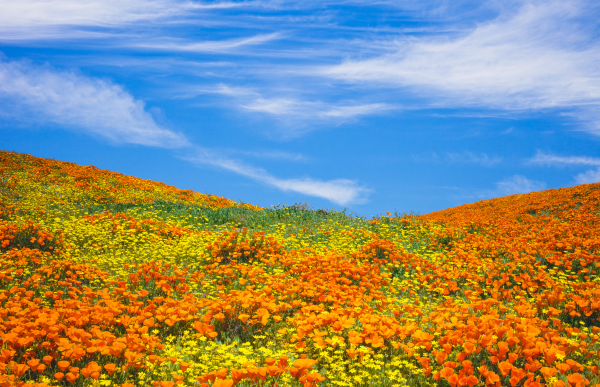 Poppy Flowers blooming in antelope valley