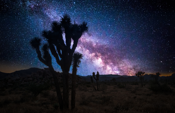 Joshua Tree in the night with stars shining in the sky