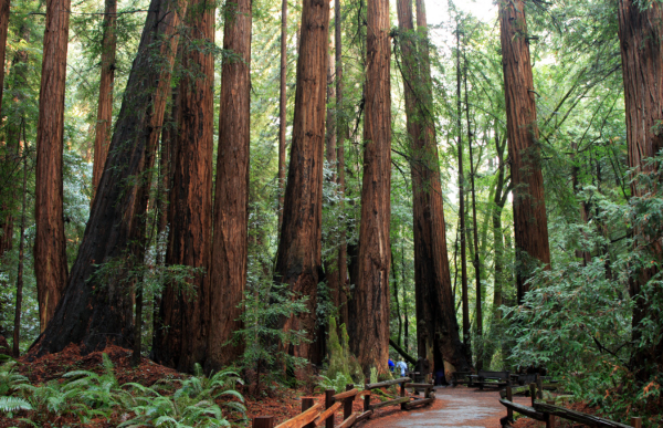 Tall Redwood Trees and Path